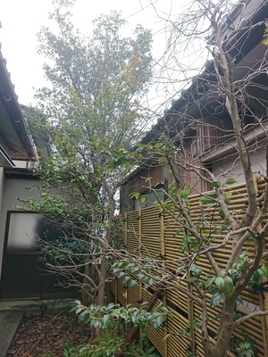 伐採ビフオー0325_コピー