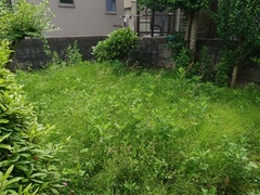 庭手入れ2ビフオー_コピー