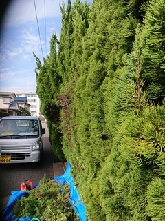 生垣before1_コピー