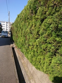 生垣アフター1_コピー